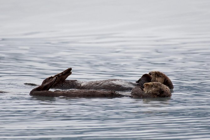 Kenai Fjords Orca Quest Cruise - What else you might see