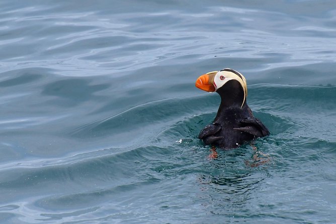 Kenai Fjords Orca Quest Cruise - Comfort, food, and the right clothing
