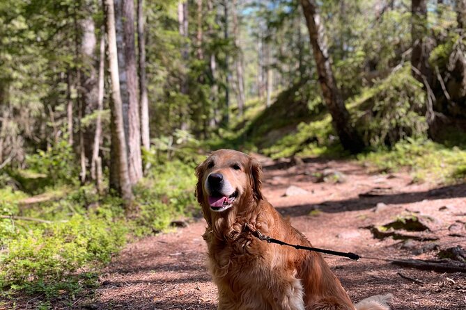 Oslo: Panoramic Fjord Hike Lead by a Local Guide and Dog - Timing, transport, and practical comfort