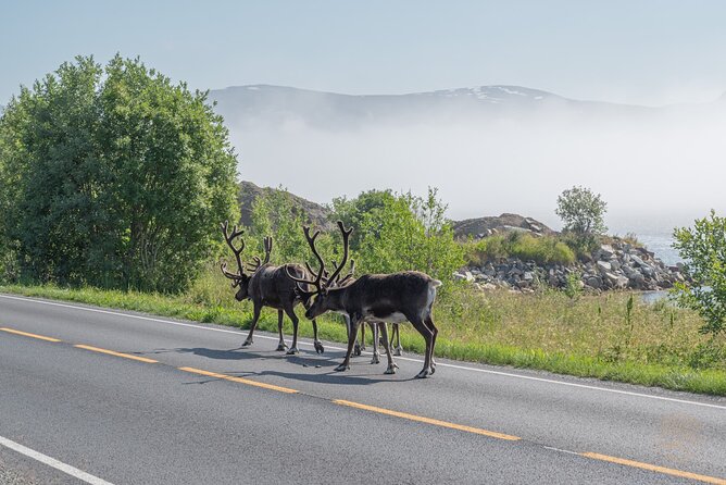 Private Arctic Fjord Roadtrip with Scenic Picnic from Tromso - A picnic makes the five-hour outing easier