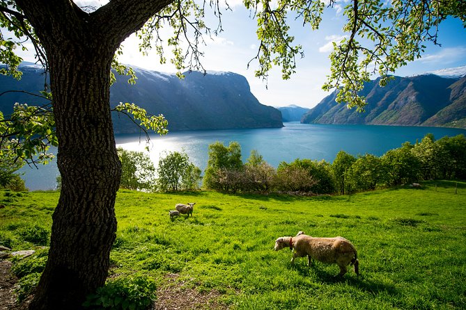 Private tour, Bergen to Oslo - Nærøyfjord Cruise & Flåm Railway - Stegastein from May through September