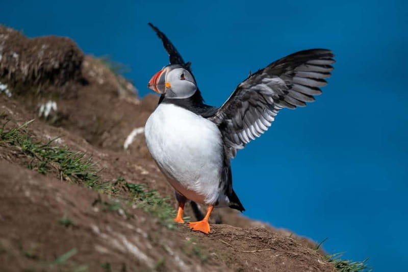 Puffin & Gufufoss Waterfall Tour from Seydisfjordur Port - Key points at a glance