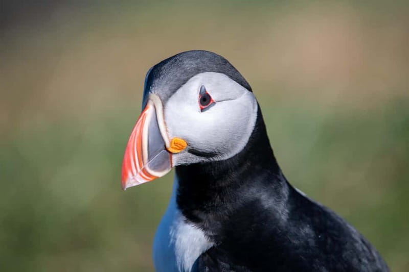 Puffin & Gufufoss Waterfall Tour from Seydisfjordur Port - Why this East Iceland shore trip is worth considering
