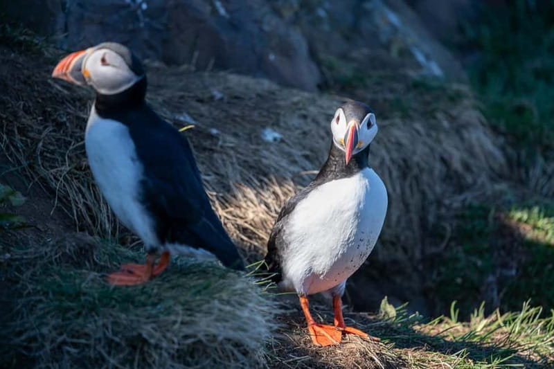 Puffin & Gufufoss Waterfall Tour from Seydisfjordur Port - Borgarfjordur-Eystri and Lindarbakki