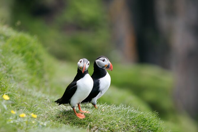 Puffin Watching and Gufufoss Waterfall Tour from Seydisfjordur - Quick points to know