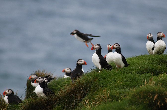 Puffin Watching and Gufufoss Waterfall Tour from Seydisfjordur - Alfaborg and the story of Iceland’s elf queen