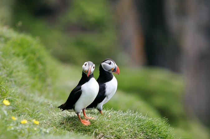 Puffin Watching and Gufufoss Waterfall Tour from Seydisfjordur - Gufufoss, a gentle waterfall near the return route