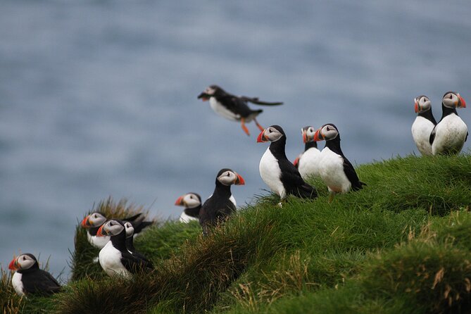 Puffin Watching and Gufufoss Waterfall Tour from Seydisfjordur - The best season and the right expectations