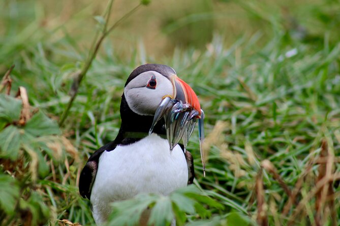 Puffin Watching and Gufufoss Waterfall Tour from Seydisfjordur - The road from Seydisfjordur to Borgarfjordur-Eystri