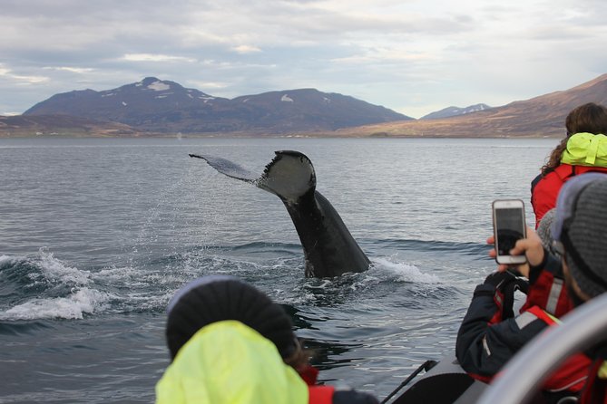 RIB boat express: Whales, Eyjafjord and Akureyri - Leaving Akureyri for Eyjafjord