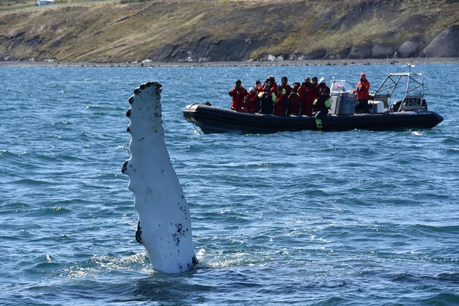 RIB boat express: Whales, Eyjafjord and Akureyri - Searching Eyjafjord for humpbacks