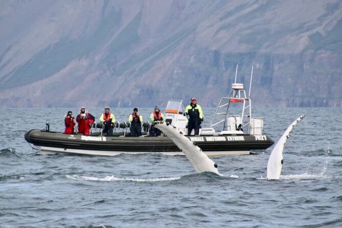 RIB boat express: Whales, Eyjafjord and Akureyri - Why the small boat changes the experience