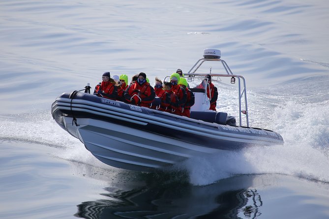 RIB boat express: Whales, Eyjafjord and Akureyri - The real value of a $192.66 ticket
