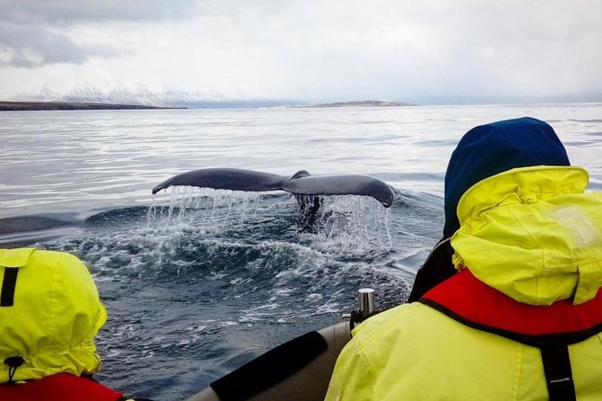 RIB boat express: Whales, Eyjafjord and Akureyri - Weather, cancellations, and practical limits