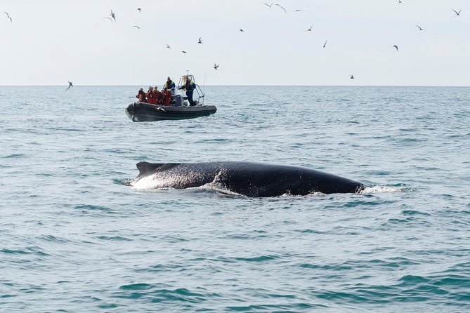 RIB boat express: Whales, Eyjafjord and Akureyri - Who will enjoy this Akureyri whale tour?