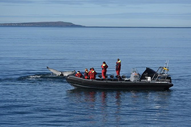 RIB boat express: Whales, Eyjafjord and Akureyri - Is the RIB boat express worth booking?