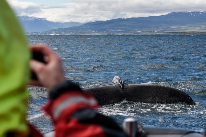 RIB boat express: Whales, Eyjafjord and Akureyri - What the two-hour RIB ride feels like