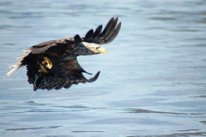 Sea Eagle Safari from Svolvær to Trollfjorden - Leaving Svolvær for the open water