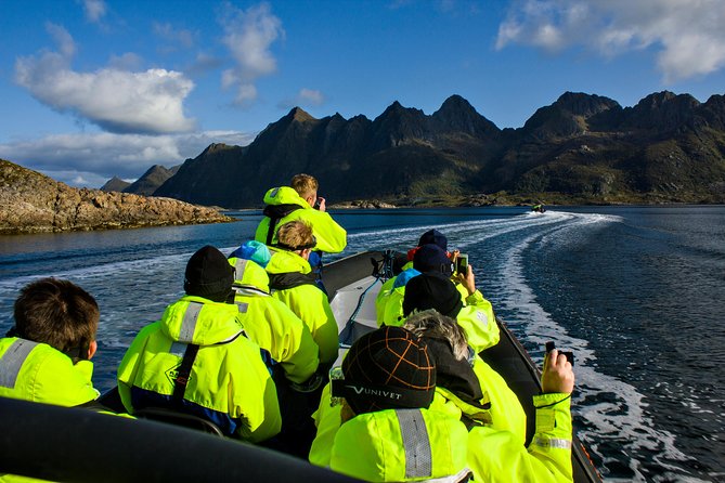 Sea Eagle Safari from Svolvær to Trollfjorden - Watching sea eagles close to the boat