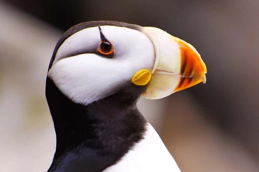 Seward: Captain's Choice Kenai Fjords National Park Tour - What the crew adds to the experience