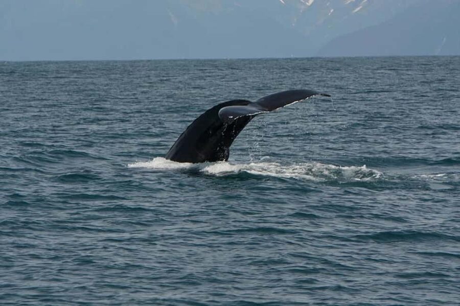 Seward: Captain's Choice Kenai Fjords National Park Tour - Booking details and practical value
