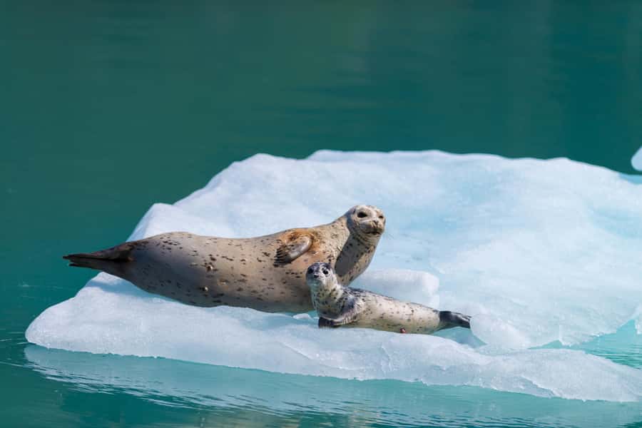 Seward: Kenai Fjords National Park Catamaran Cruise w/Lunch - Five things to know before you book