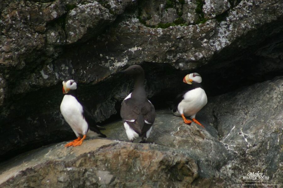 Seward: Kenai Fjords National Park Extended Cruise - Who should book this cruise?