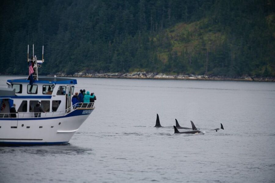 Seward: Kenai Fjords National Park Extended Cruise - Wildlife watching: exciting, unpredictable, and weather dependent