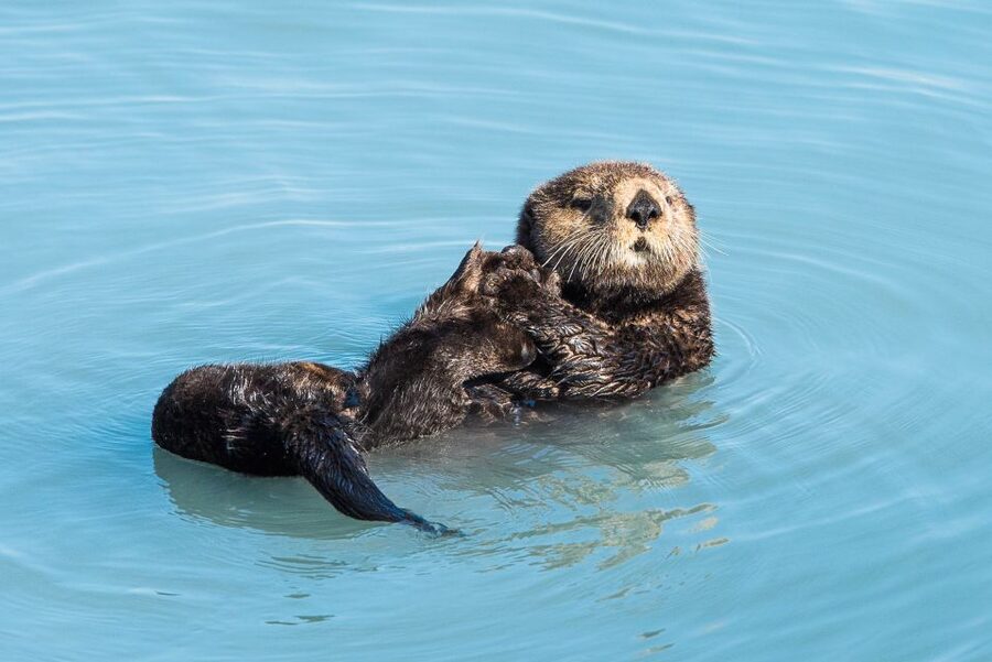 Seward: Kenai Fjords National Park Extended Cruise - What lunch and onboard drinks really add
