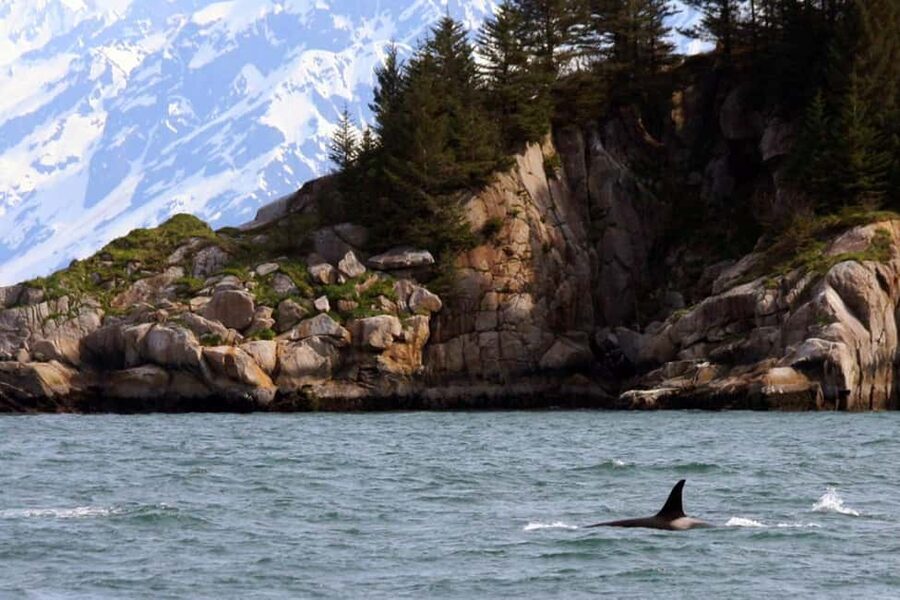 Seward: Kenai Fjords National Park Glacier & Wildlife Cruise - The crew, narration, and sound system