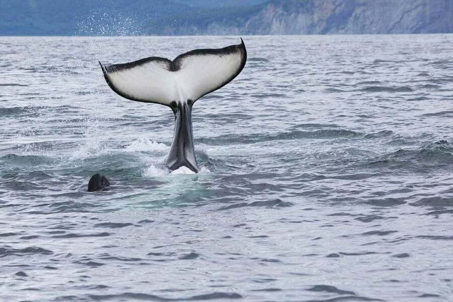 Seward: Kenai Fjords National Park Glacier & Wildlife Cruise - The first hours: fjords, mountains, and Harding Icefield views