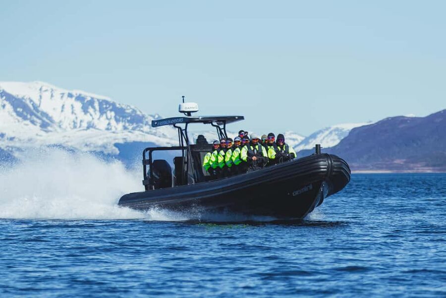 Sortland: Trollfjord RIB Boat Tour - Watching for Norway’s Largest Bird of Prey