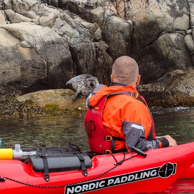 Stavanger: Lysefjord Kayak Safari (Waterfalls & Pulpit Rock) - Seals, local stories, and small surprises