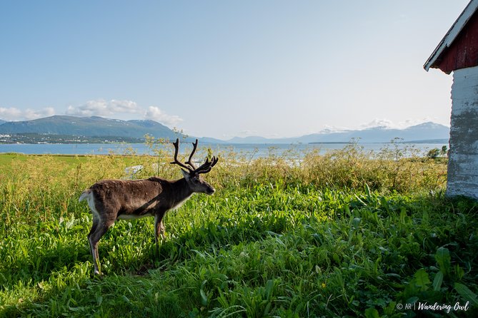 Summer Fjord Road Trip with Citizen Science with Wandering Owl - A picnic with an Arctic view
