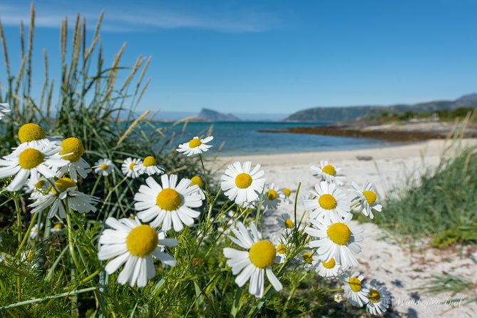 Summer Fjord Road Trip with Citizen Science with Wandering Owl - Citizen science without turning the trip into a classroom