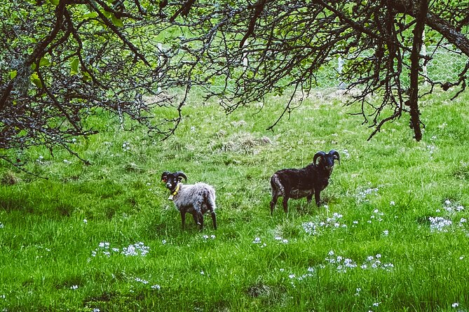 Taste of the Fjord Guided Food Tasting Experience in Flåm - Apple trees, open views, and time to slow down