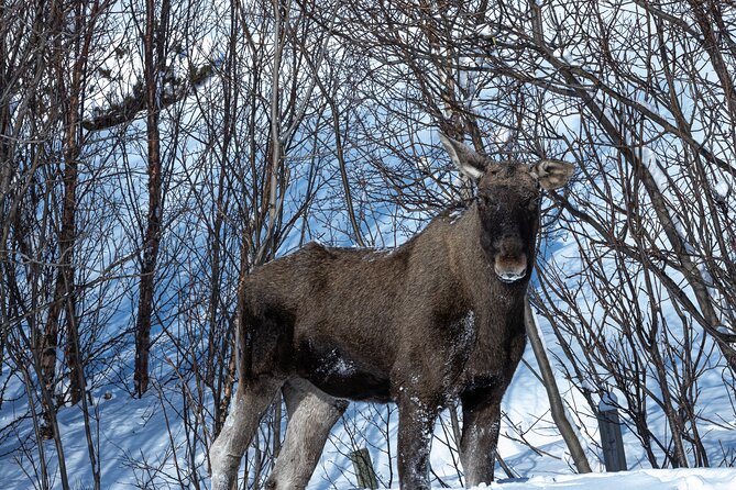 Tour of the authentic fjords of Kvaløya - Guides who add meaning to the scenery