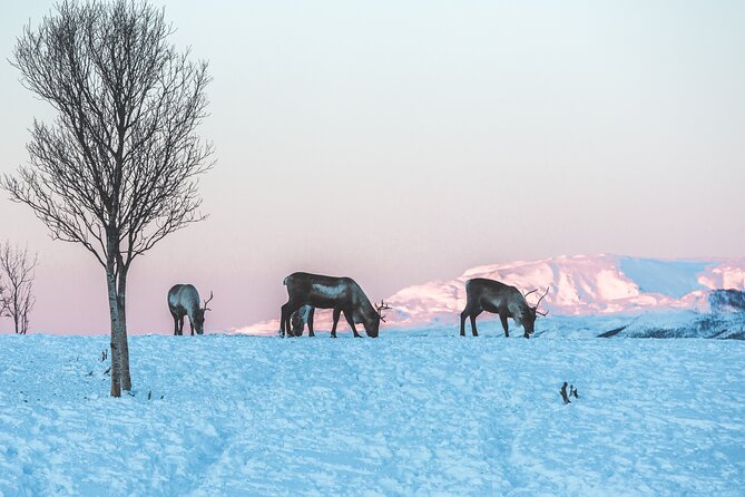Tour of the authentic fjords of Kvaløya - Reindeer, snow, and the value of leaving the driving to someone else