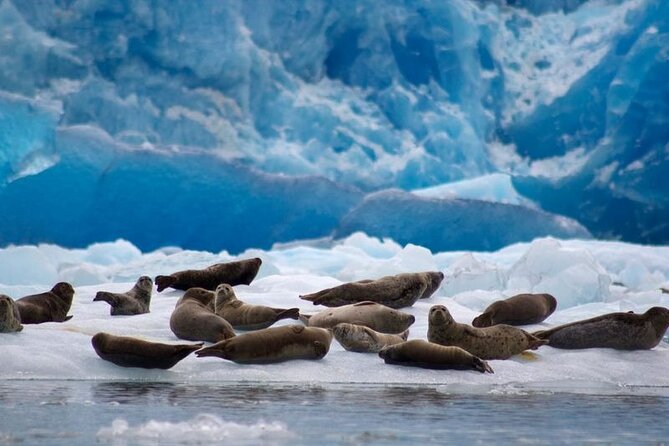 Tracy Arm Fjord and Glacier Explorer from Juneau - Is $329 a Good Value?