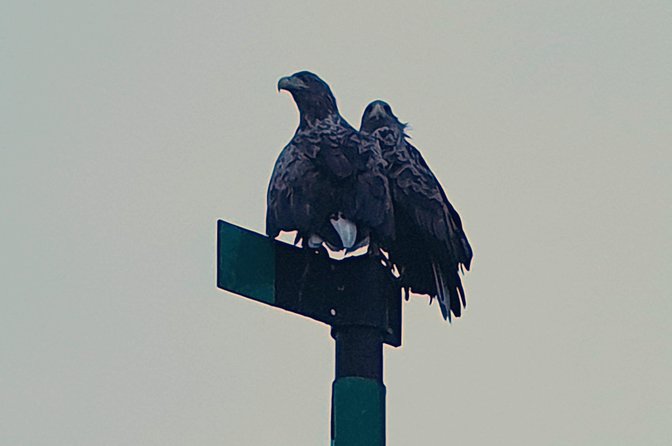 Trollfjord and Sea Eagle Safari Tour from Svolvaer - What to wear and how to prepare