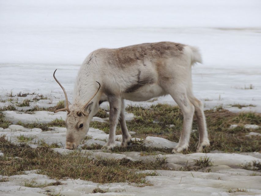 Tromso: All-Inclusive Arctic Fjords and Sommarøy Scenic Tour - The guide makes the difference