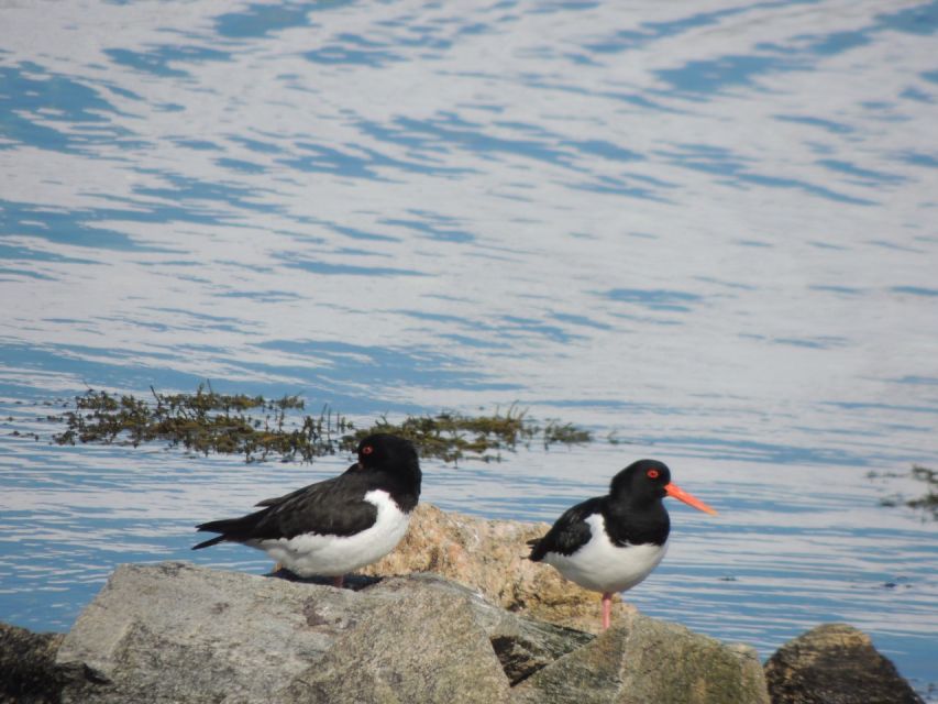 Tromso: All-Inclusive Arctic Fjords and Sommarøy Scenic Tour - Weather, clothing, and comfort