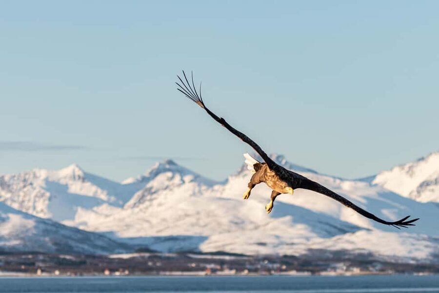 Tromsø: Arctic Fjord Cruise & Fishing Experience - Practical details before you book