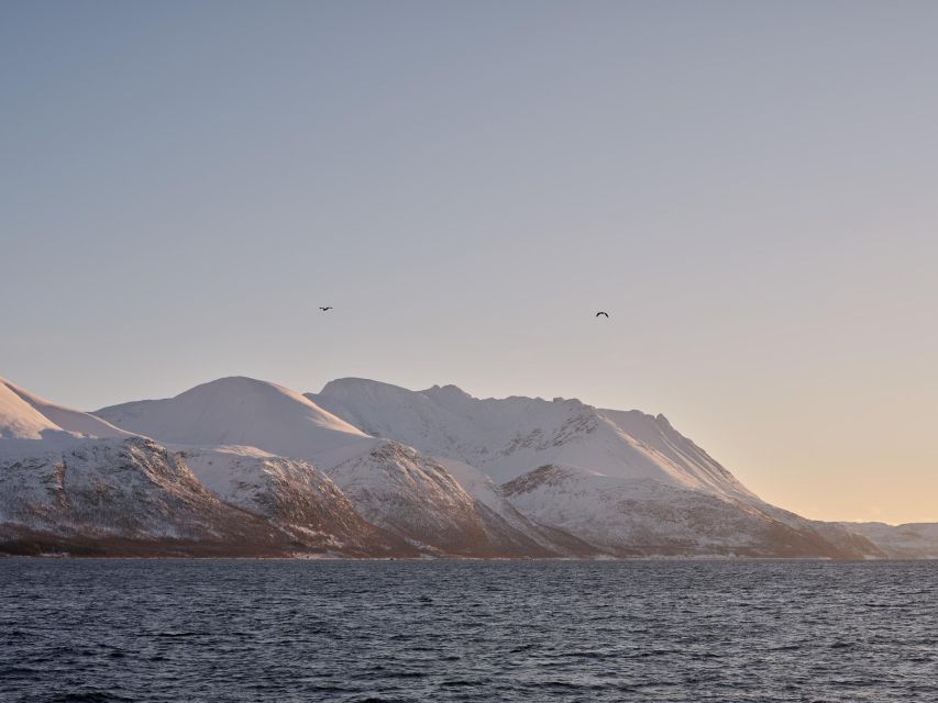 Tromsø: Arctic Fjord Cruise in Polar Landscapes - The guides make the difference