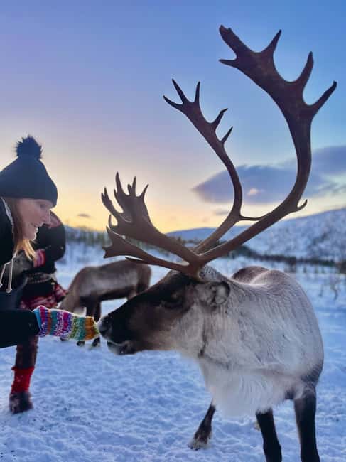 Tromsø: Arctic fjord sightseeing, Reindeer feeding and lunch - Key points at a glance