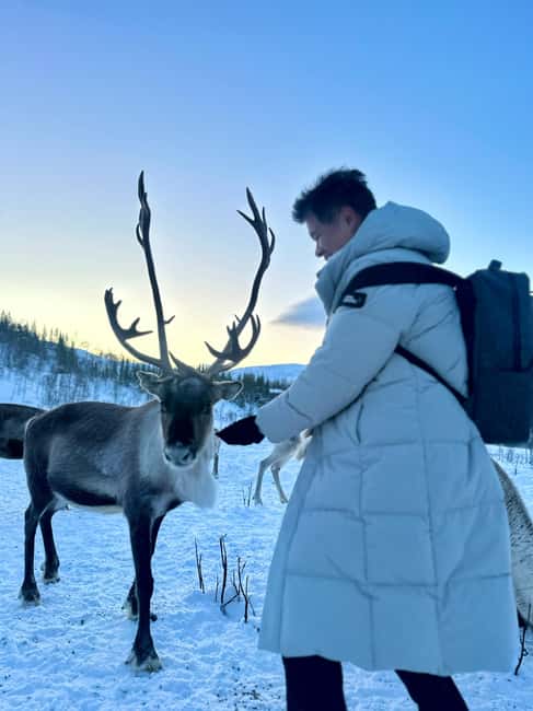 Tromsø: Arctic fjord sightseeing, Reindeer feeding and lunch - Meeting reindeer near Sjøtunvegen
