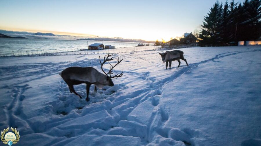 Tromsø: Exclusive Fjord Adventure by Bus - What the guides add
