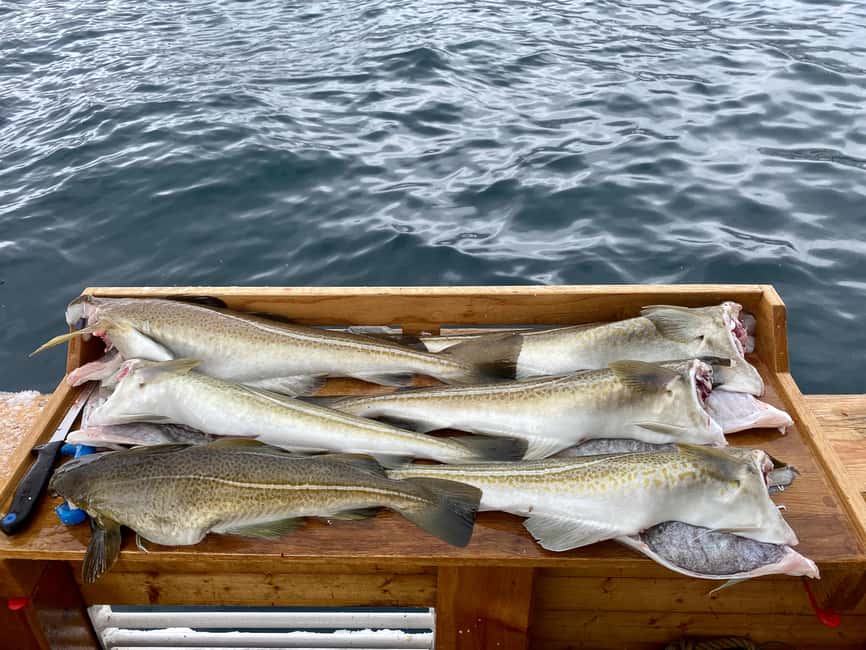 Tromsø: Fishing & Fjord Cruise - Key points to know before booking