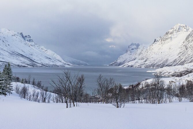 Tromsø: Fjord Adventure Tour with Wildlife and Lunch - Why this Tromsø fjord tour is worth considering
