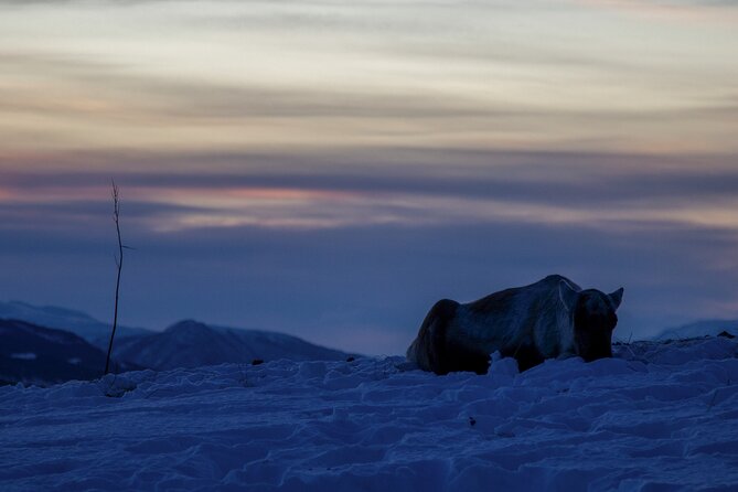 Tromsø: Fjord Adventure Tour with Wildlife and Lunch - Guides who shape the day
